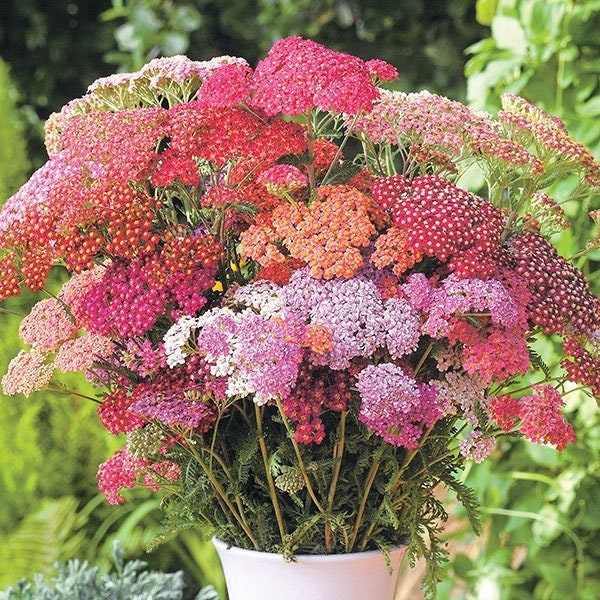 Seeds - flowerburst red shades yarrow achillea flower