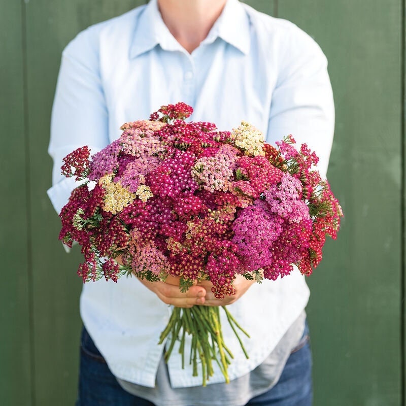 Seeds - flowerburst red shades yarrow achillea flower