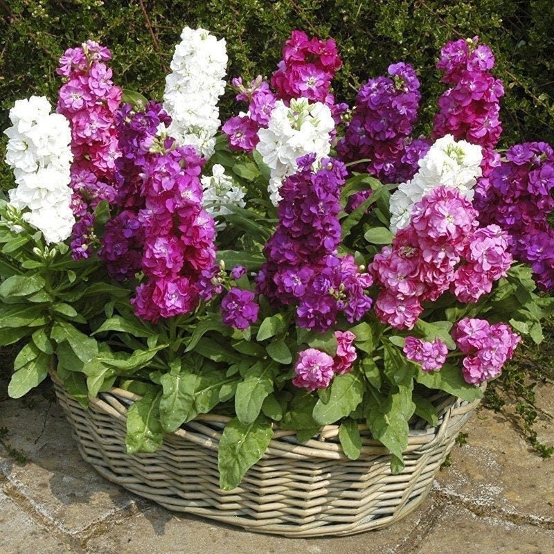 Seeds - hoary stock dwarf mix matthiola incana flower