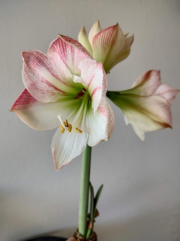 Apple blossom amaryllis bulb