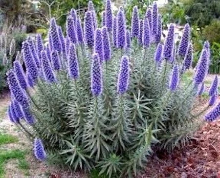 Live Plant - Pride of Madeira