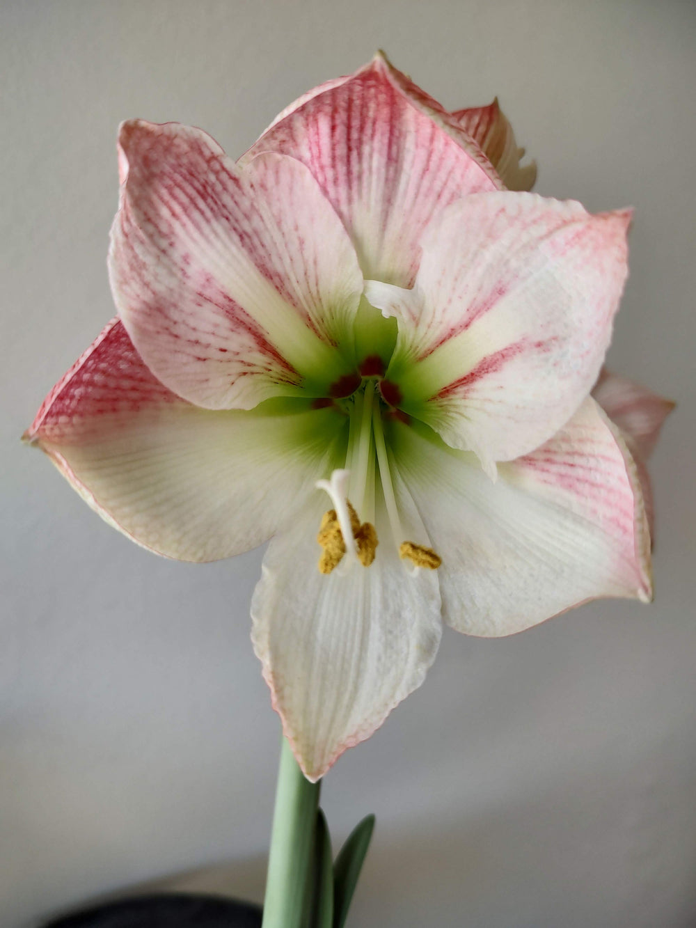 Apple blossom amaryllis bulb