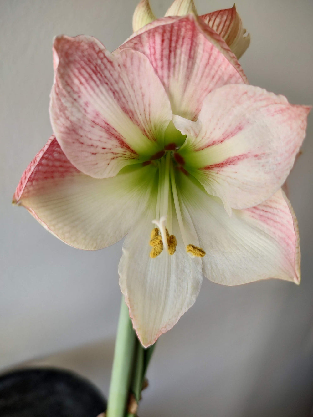 Apple blossom amaryllis bulb