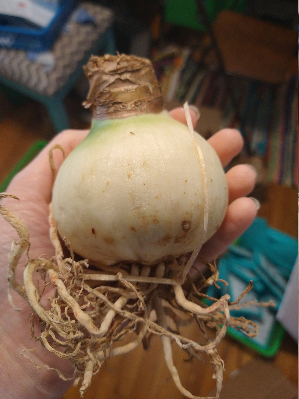 Apple blossom amaryllis bulb