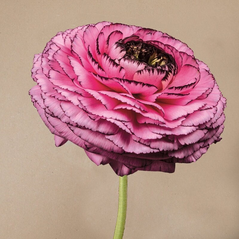 Rosa Striato elegance ranunculus corm bulb