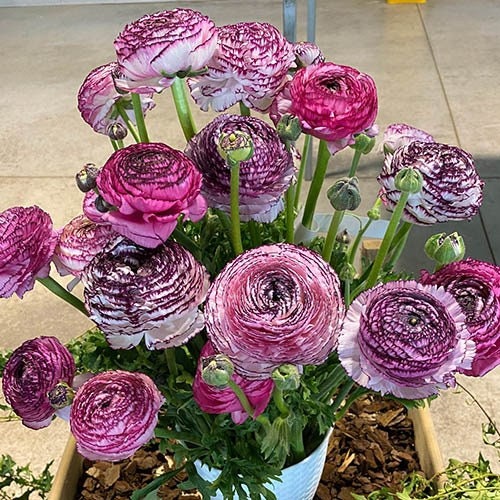 Rosa Striato elegance ranunculus corm bulb