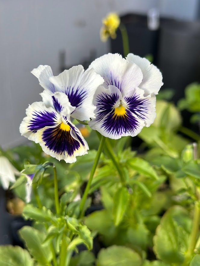 Live Plant - Appasionata Viola Mix