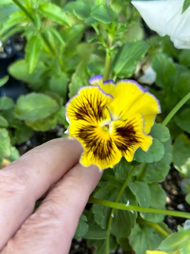 Live Plant - Appasionata Viola Mix