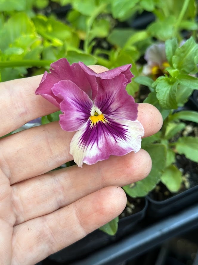 Live Plant - Appasionata Viola Mix