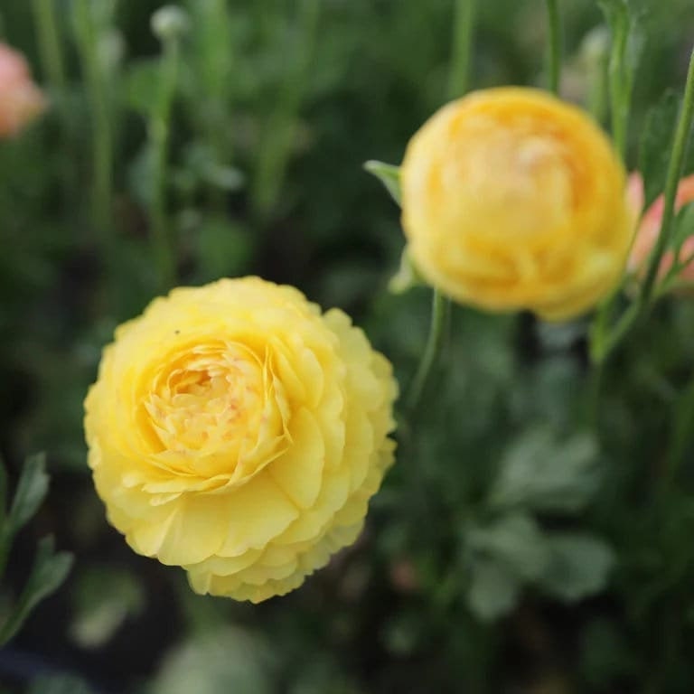 Pastel lemon amandine ranunculus corms bulbs