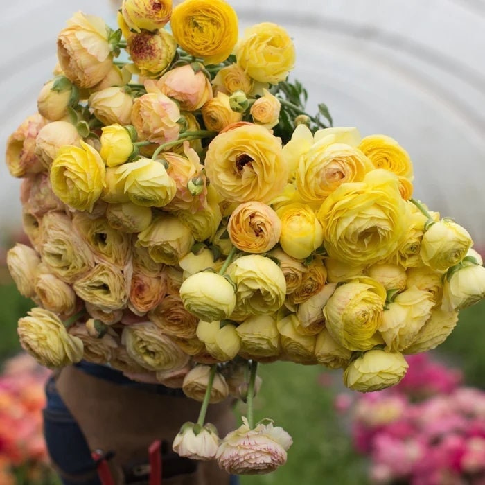 Pastel lemon amandine ranunculus corms bulbs