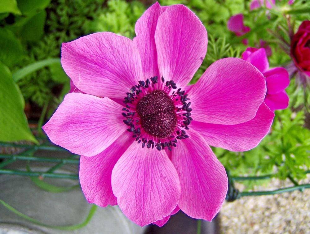 Anemone Meron Pink med 3/4 size corms bulbs