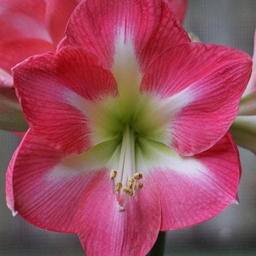 Cape Horn Pink Amaryllis Bulb