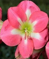 Cape Horn Pink Amaryllis Bulb